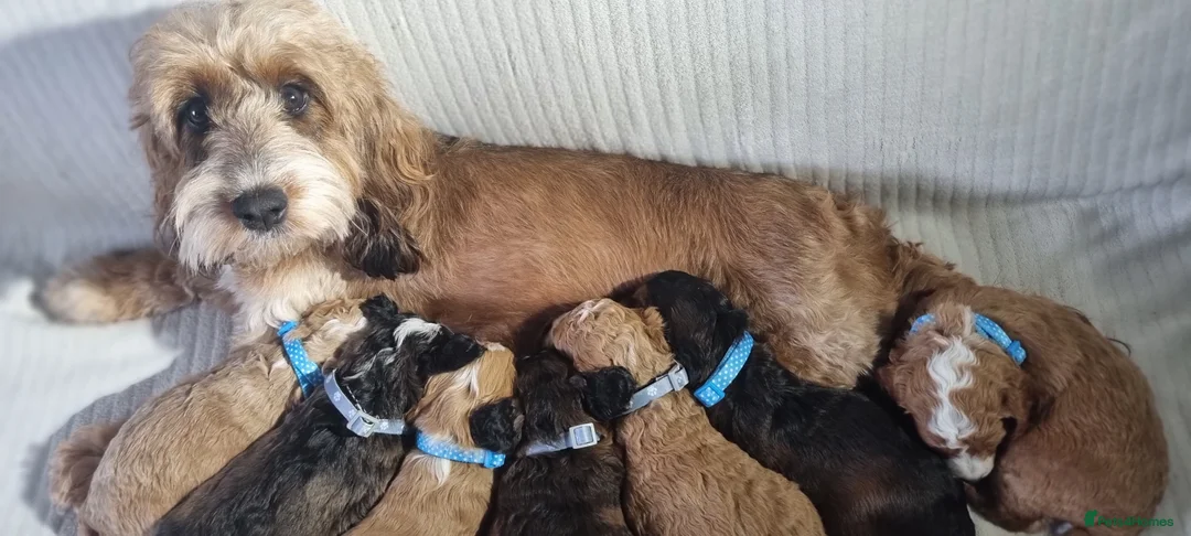 Cockapoo dogs for sale: Cockapoo❤️HEALTH CHECK❤️ - Advert 1