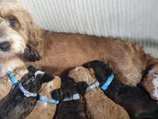 Cockapoo dogs Cockapoo❤️HEALTH CHECK❤️ - Advert 1