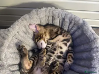 Bengal cats Bengal kitten - Advert 1