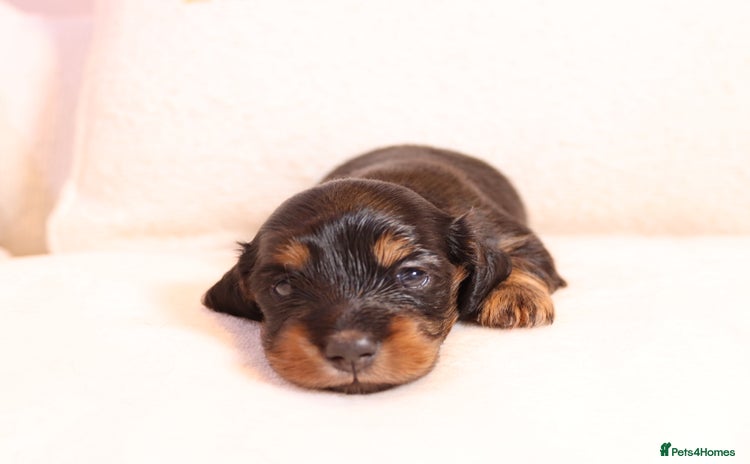 Miniature Dachshund dogs - Advert 1