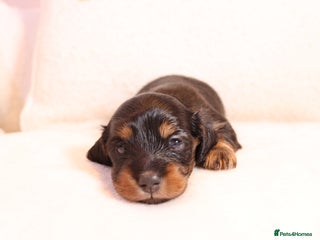 Miniature Dachshund dogs - Advert 22