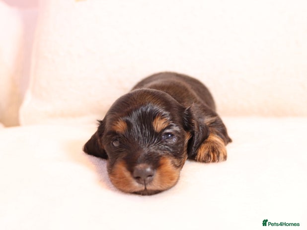 Miniature Dachshund dogs - Advert 1
