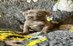 Staffordshire Bull Terrier dogs for sale: Adorable KC Reg/Health Tested SBT Puppies - Image 12