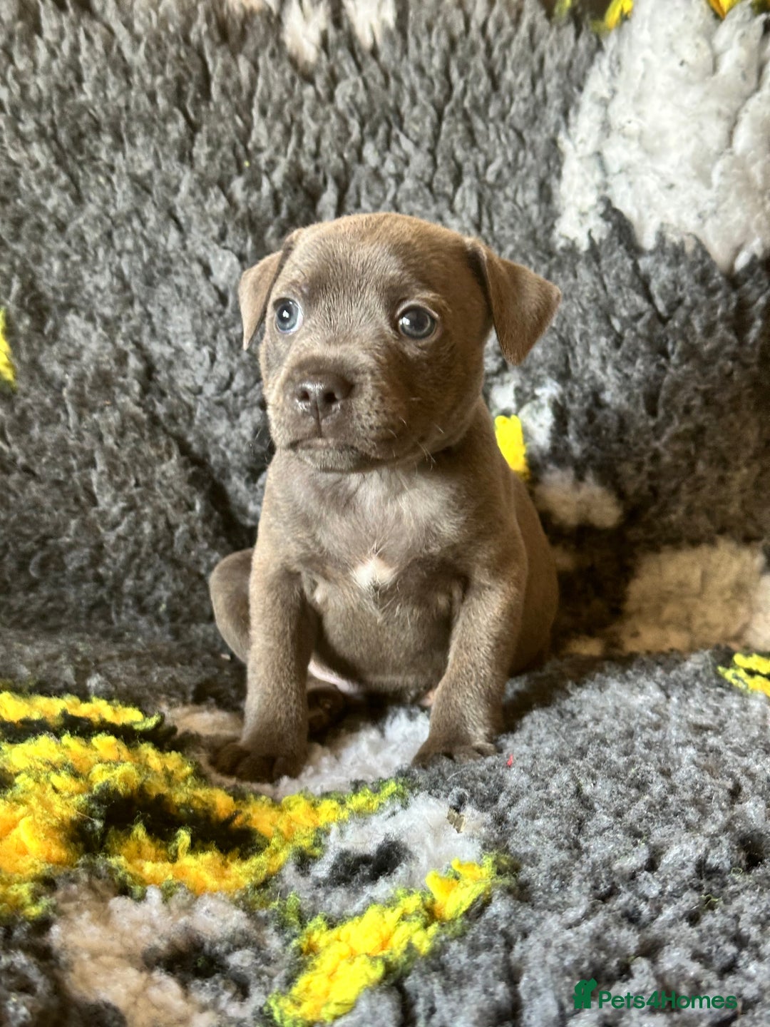 Staffordshire Bull Terrier dogs for sale: Adorable KC Reg/Health Tested SBT Puppies - Image 12