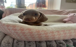 Miniature Dachshund dogs for sale: Miniature Dachshund  - Image 26