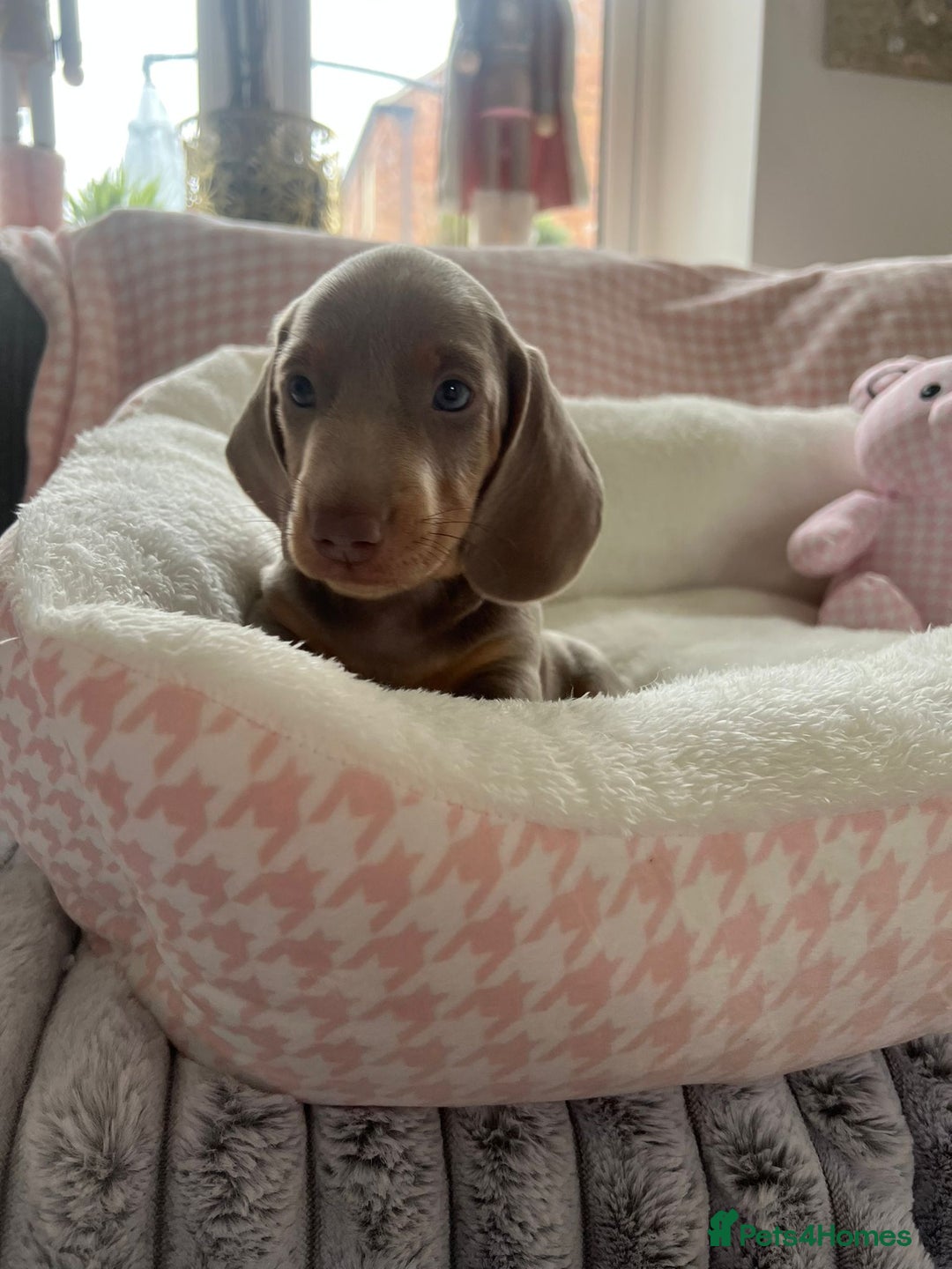 Miniature Dachshund dogs for sale: Miniature Dachshund  - Image 26