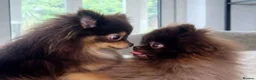 Pomeranian dogs for sale: MOCHI the chocolate pom boy in Sunderland - Advert 16