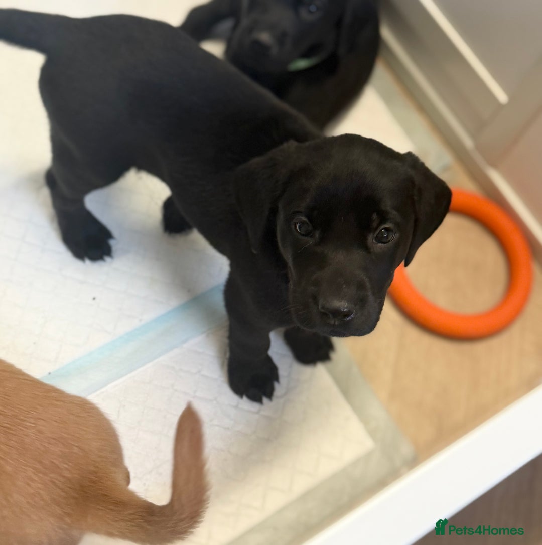 Labrador Retriever dogs for sale: Beautiful Labrador puppies for sale  - Image 6