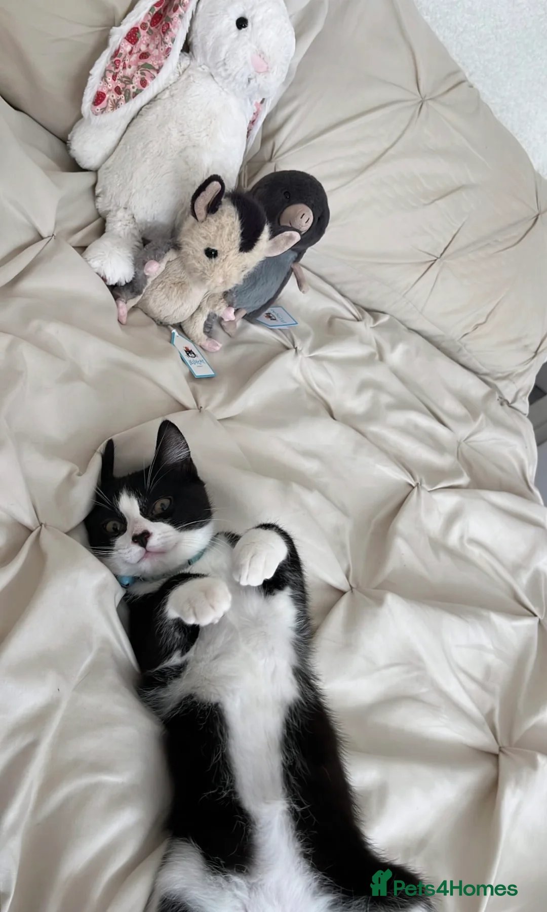 Mixed Breed cats for sale: Bingo - one year old black and white cat - Advert 2