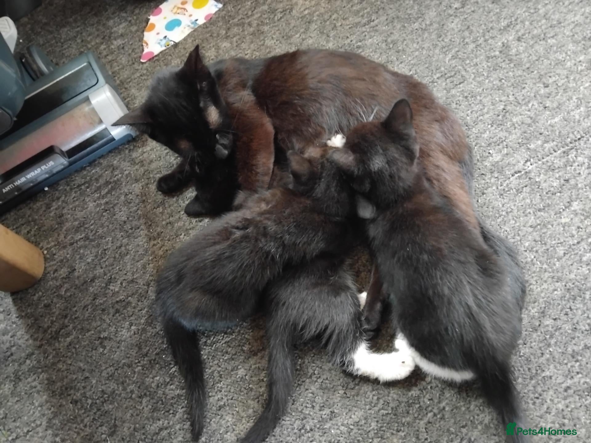 Mixed Breed cats Kittens for sale - Advert 3