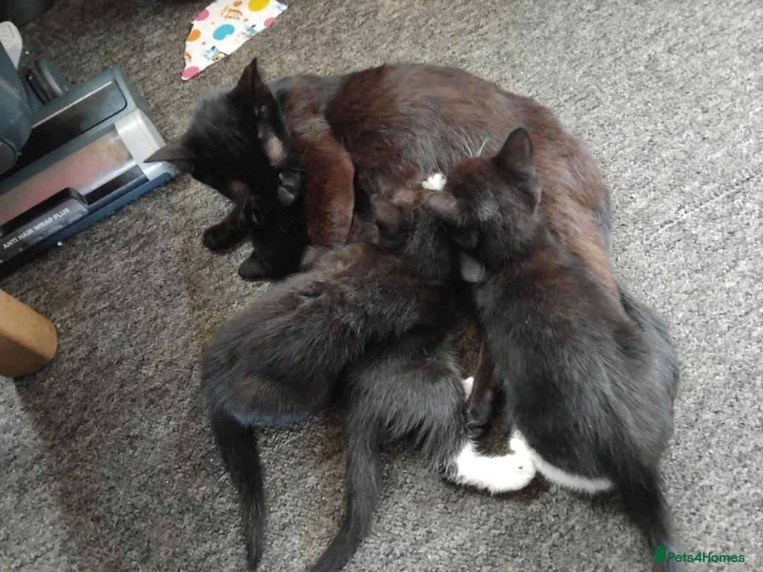 Mixed Breed cats for sale: Kittens for sale - Advert 2