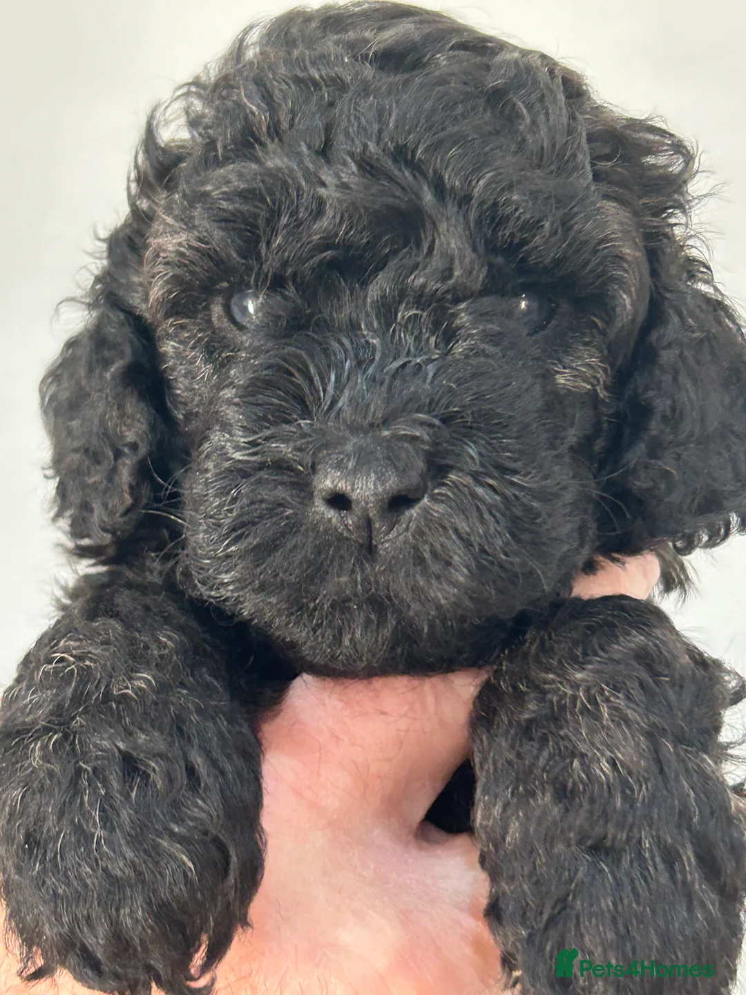 Mini Goldendoodle dogs for sale:  Gorgeous GOLDENDOODLES F1b  - Advert 2