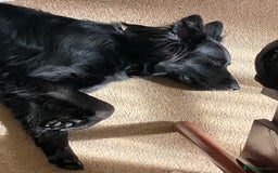 Mixed Breed dogs for sale: Ladybug - Advert 2