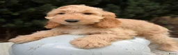 Cockapoo dogs for sale: Is this your new family member  - Advert 9
