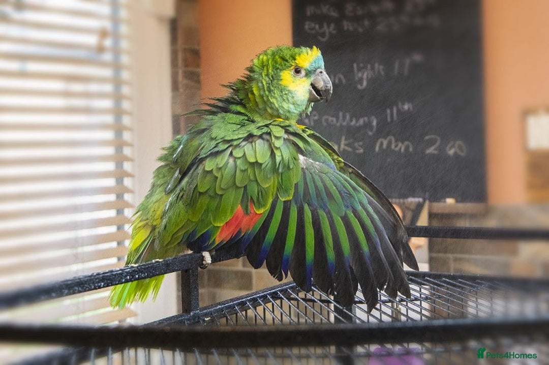 Parrots birds for sale: Jessie - Image 2