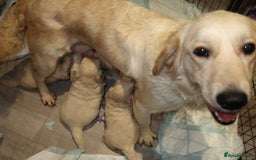 Goldendoodle dogs for sale: 7 beautiful golden doodles  - Advert 8