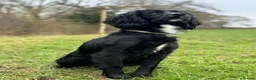 Cocker Spaniel dogs for sale: Exceptional Cocker Spaniel Puppies Legally docked in Ellesmere - Advert 2