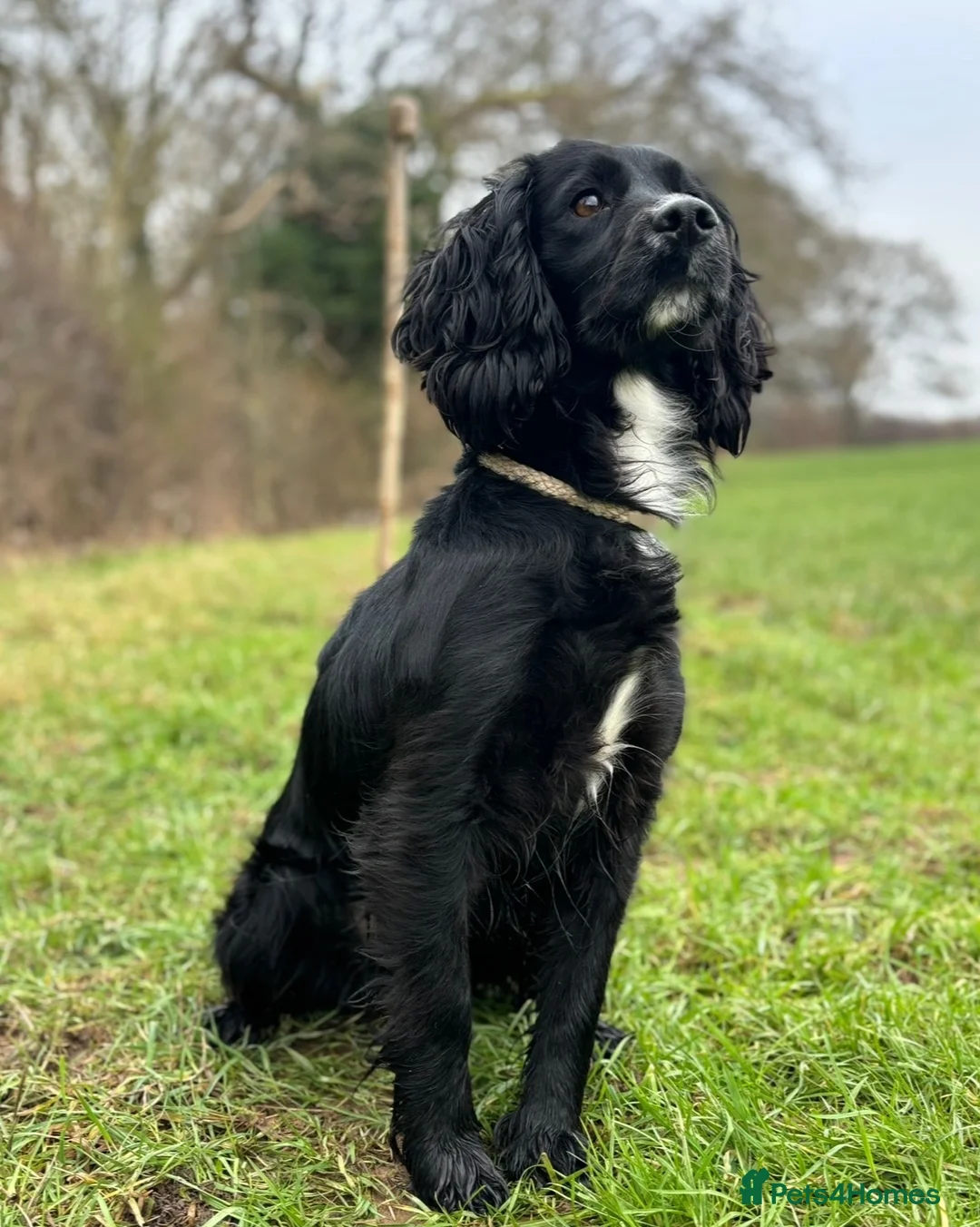 Cocker Spaniel dogs for sale: Exceptional Cocker Spaniel Puppies Legally docked in Ellesmere - Advert 2