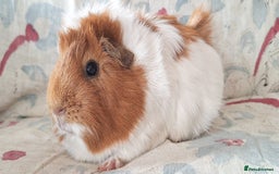 Guinea Pig rodents for sale: BABY GUINEA PIGS AVAILABLE HEREFORDSHIRE  - Image 8