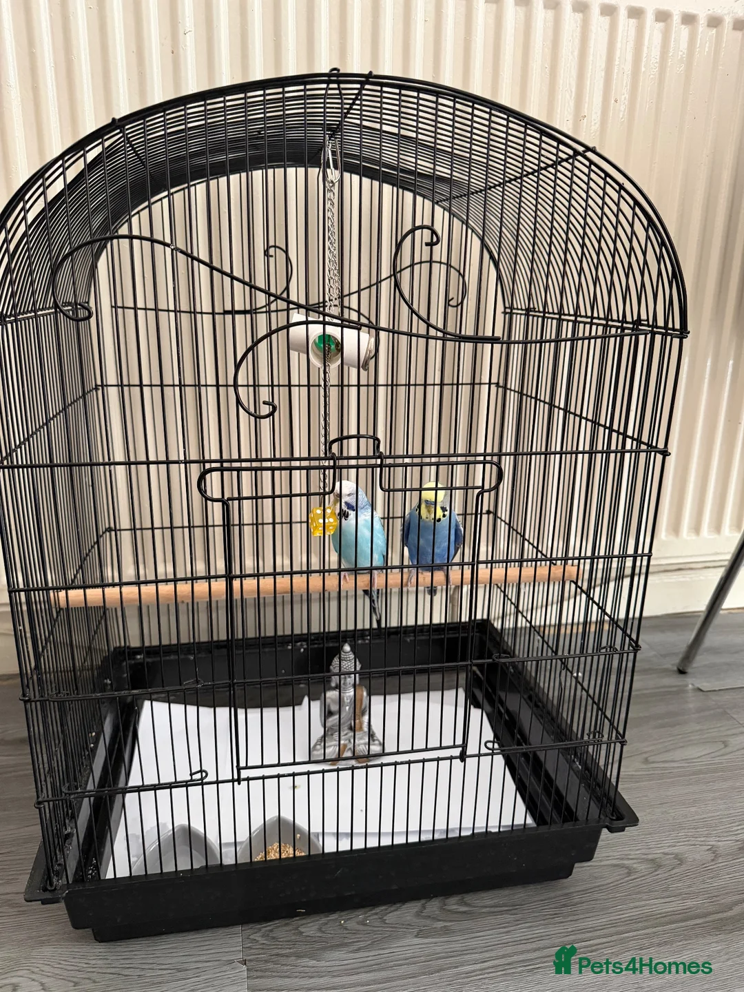 Budgerigars birds for sale: 2 budgie young birds in Hayes - Advert 6