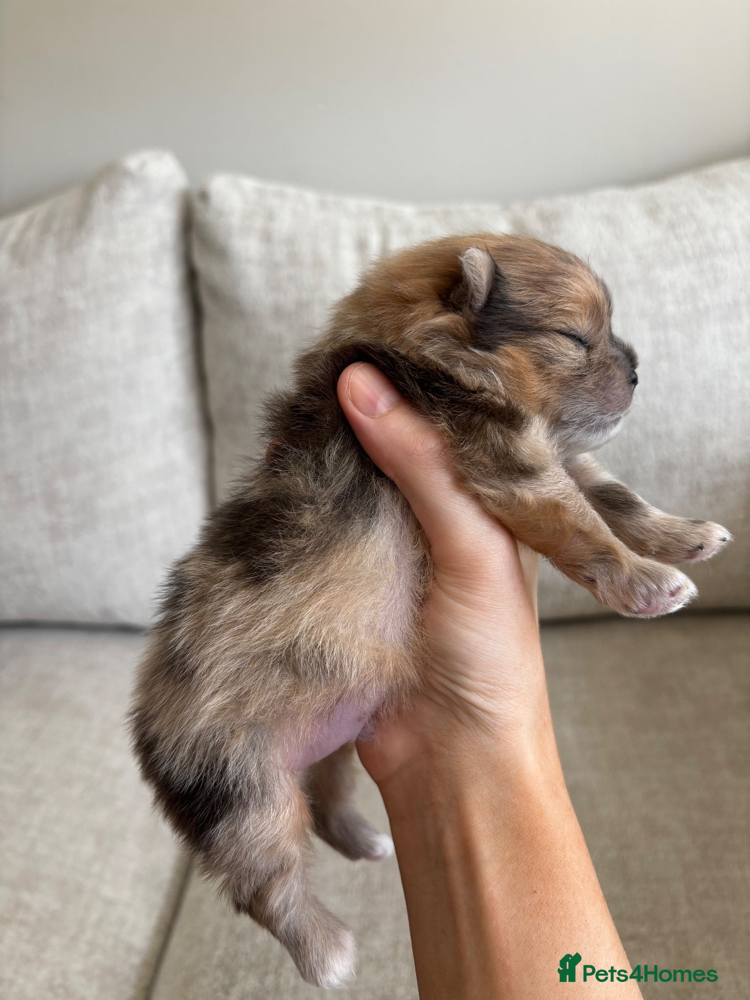 Pomeranian dogs Beautiful sable merle pomeranian boy  - Advert 2