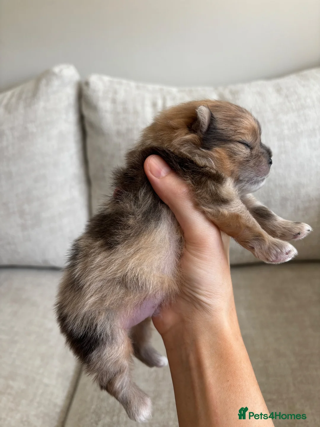 Pomeranian dogs for sale: Beautiful sable merle pomeranian boy  in London - Advert 1