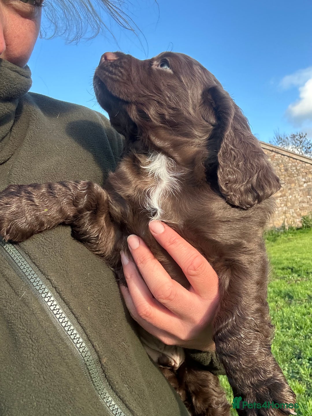 Cocker Spaniel dogs for sale: Ready 4th Dec Working Cocker Spaniel - Advert 7