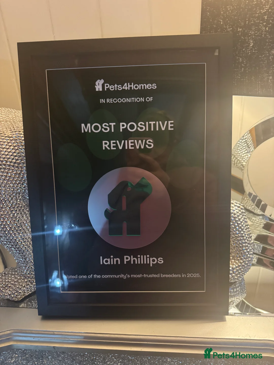 Bernese Mountain Dog dogs for stud: For stud dna tested Bernese mountain dog for stud  in Market Drayton - Advert 2