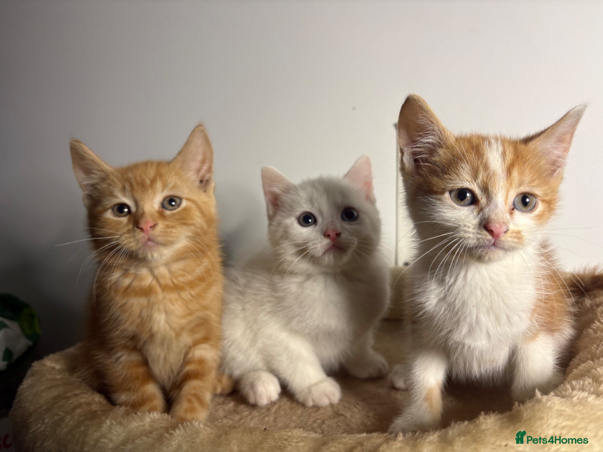 Mixed Breed cats X2 Ginger kittens - ready to leave - Advert 1