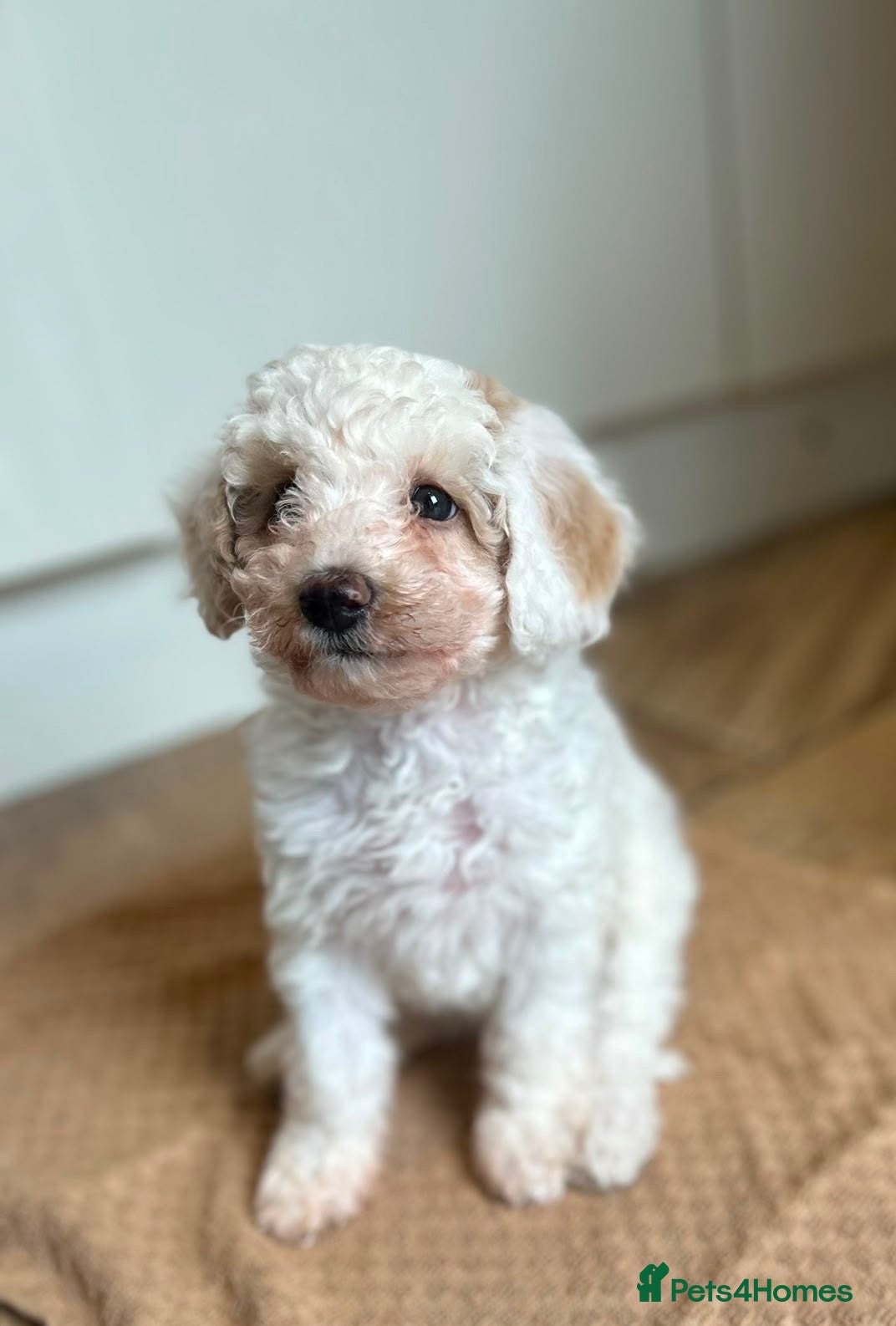 Maltipoo dogs Quality Maltipoo puppy’s girl available  - Advert 11