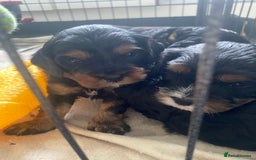 Cavapoo dogs for sale: Beautiful F1 cavapoos phantom 3 girls left 💜💖❤️ - Image 39