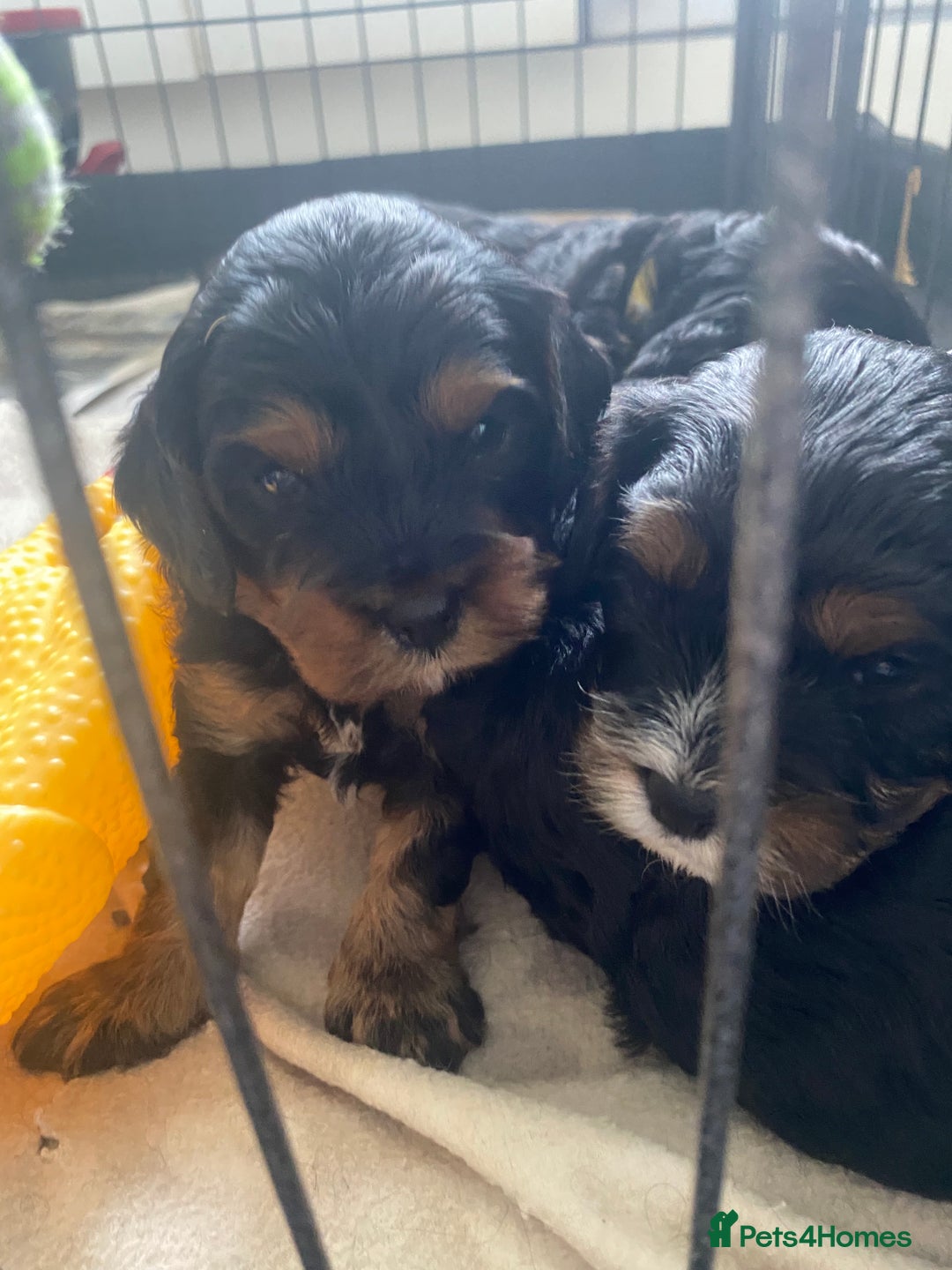 Cavapoo dogs for sale: Beautiful F1 cavapoos phantom 3 girls left 💜💖❤️ - Image 39