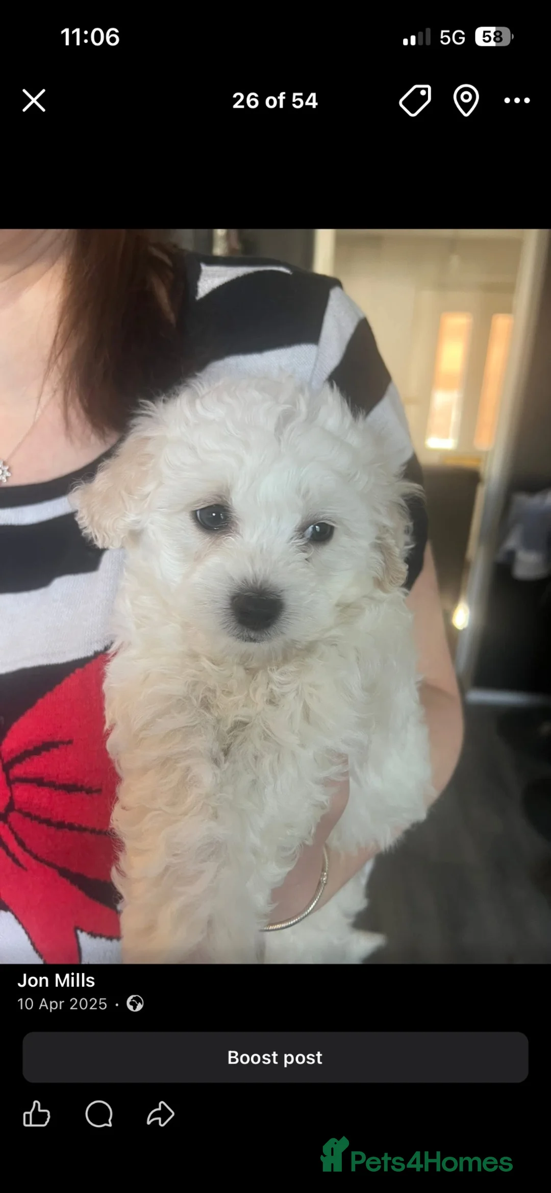 Mixed Breed dogs for sale: Dogs.   - Advert 2