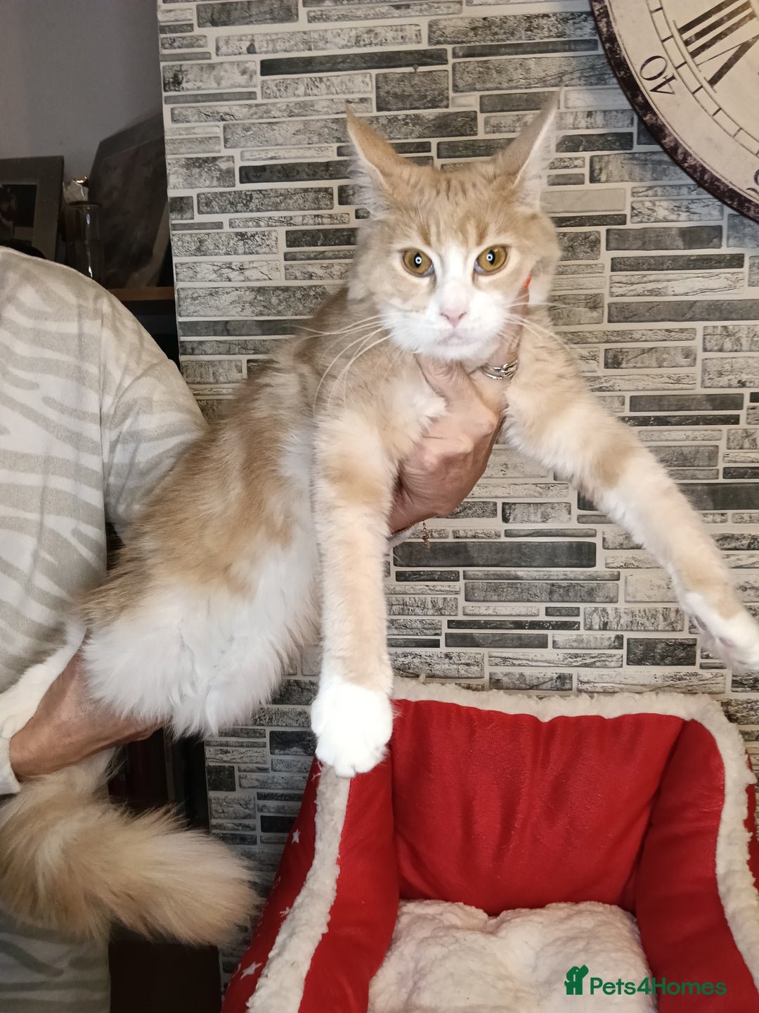 Maine Coon cats for sale: Maine coon kittens 'PuuureLove'  - Image 14