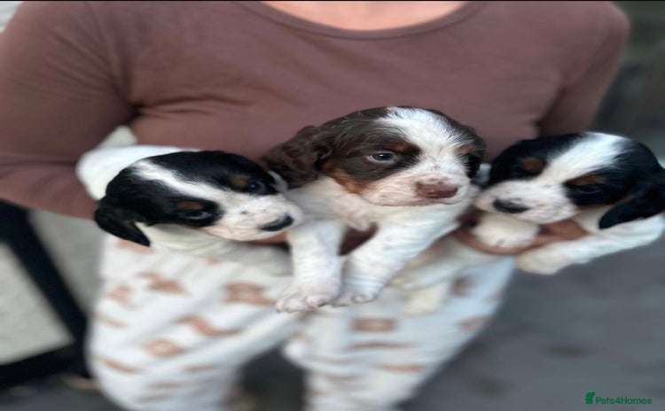 Cocker Spaniel dogs - Advert 2