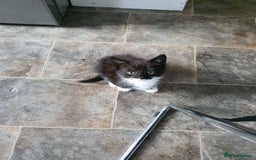 Mixed Breed cats for sale: Kittens for sale  - Image 3