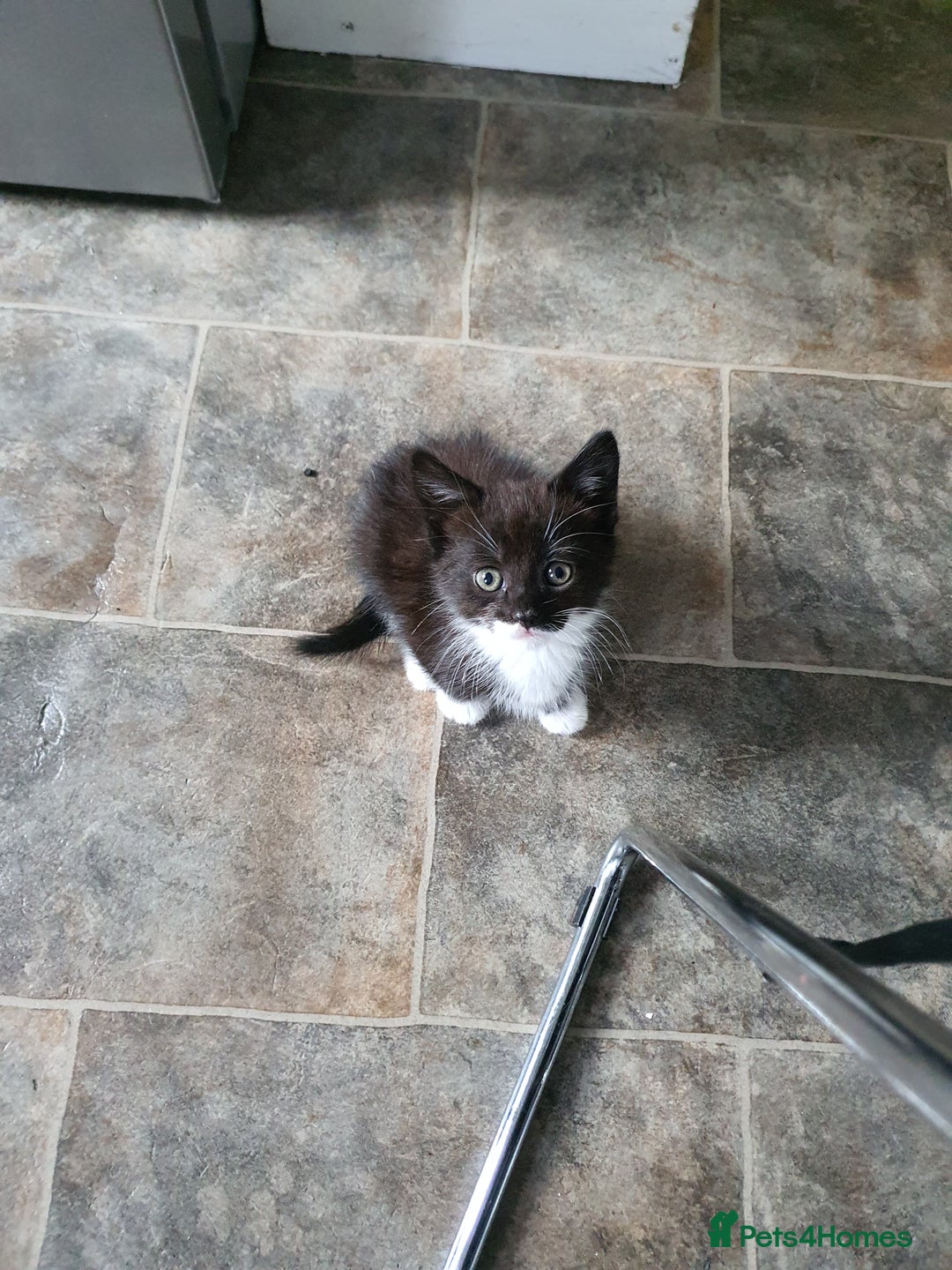Mixed Breed cats for sale: Kittens for sale  - Image 3