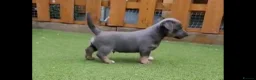 Jack Russell dogs for sale: Lilac/ Blue and Tan  Jack Russell puppies - Advert 25