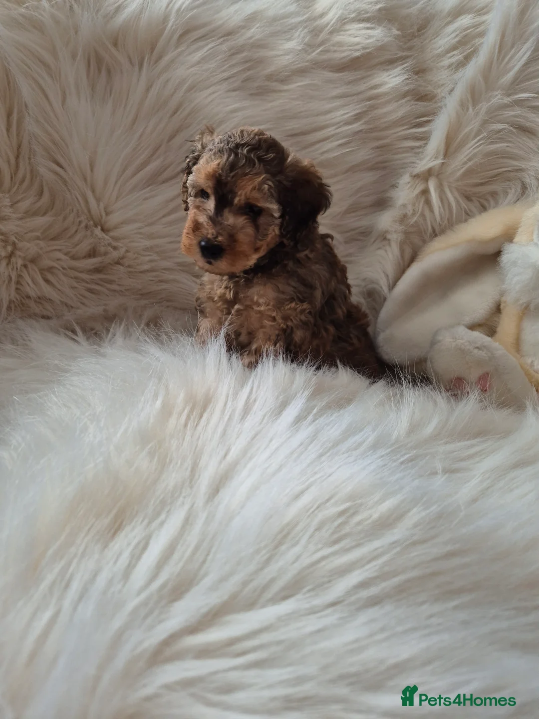 Cockapoo dogs for sale: F1B COCKAPOO PUPPIES  - Advert 8