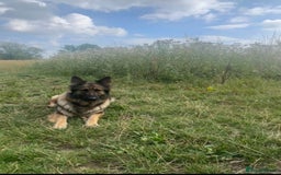 German Shepherd dogs for sale: Super Friendly&Family-Raised Nico Ready For A Home - Image 2