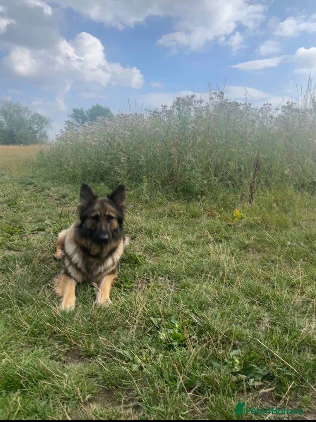 German Shepherd dogs for sale: Super Friendly&Family-Raised Nico Ready For A Home - Image 2