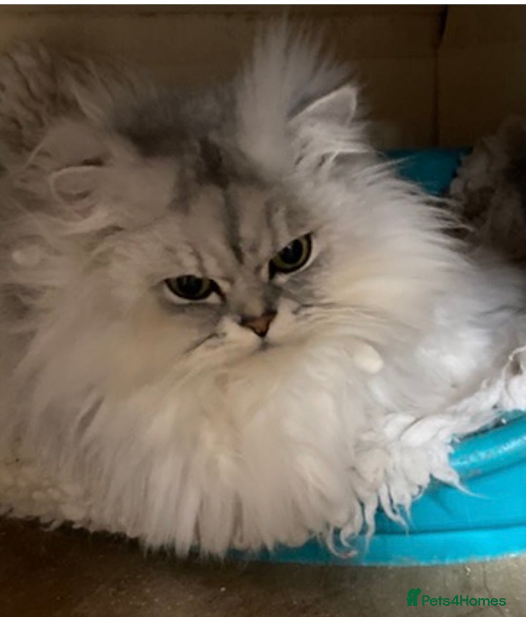 Persian cats for sale: Fabulous Persian chinchilla kittens - Advert 6