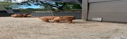 Dogue De Bordeaux dogs for sale: 10 Dogue de Bordeaux puppies for sale  in Maidstone - Advert 2