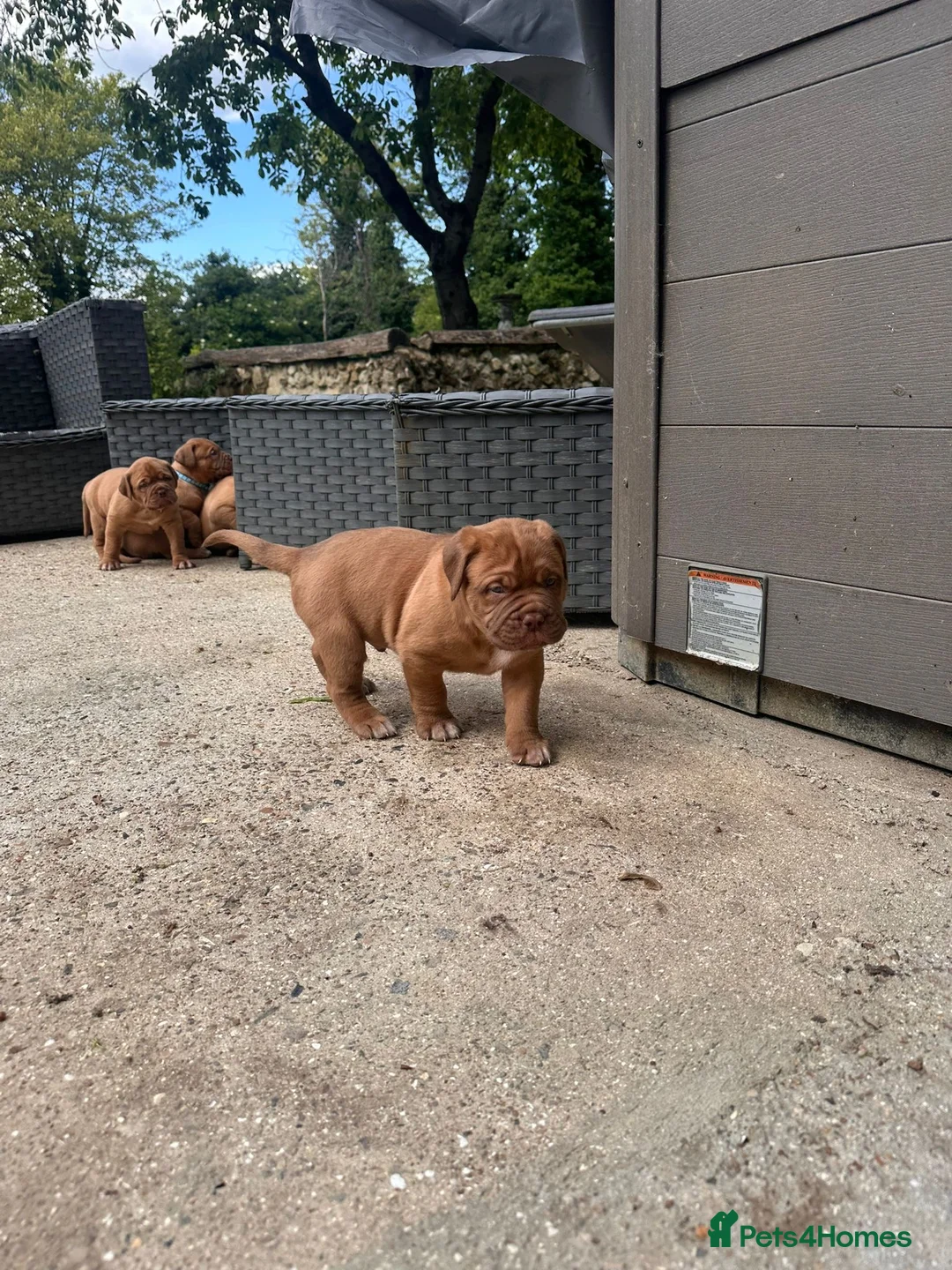 Dogue De Bordeaux dogs for sale: 10 Dogue de Bordeaux puppies for sale  in Maidstone - Advert 2