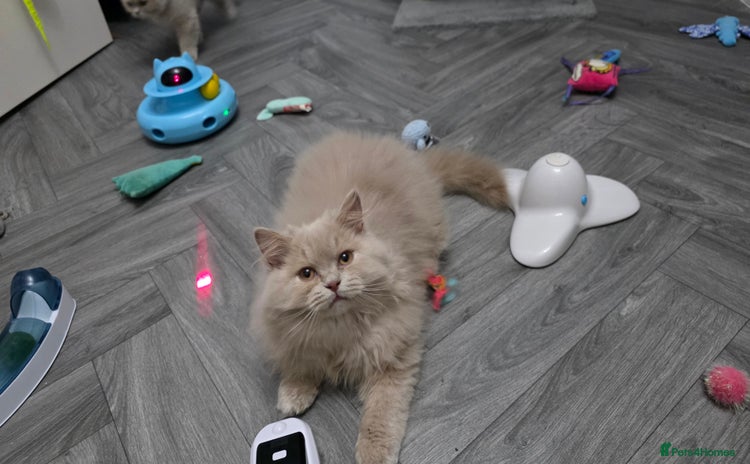 British Longhair cats - Advert 4