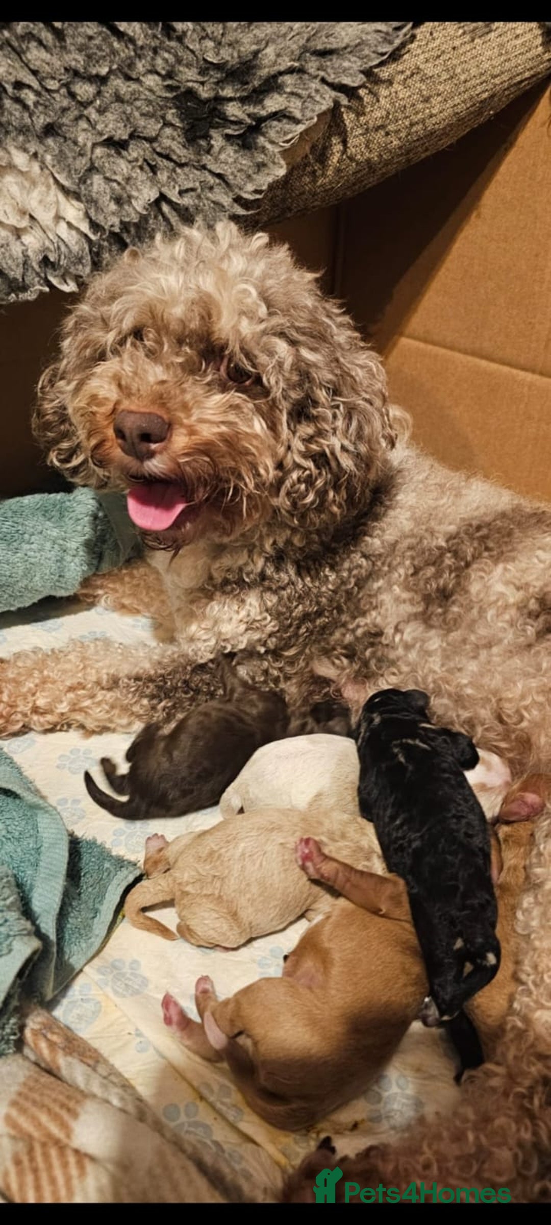 Cavapoo dogs for stud: Cava Poo Stud  in Stockport - Advert 9