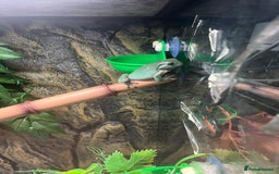 Frog reptiles for sale: Whites tree frog x2 and one tree frog - Image 3