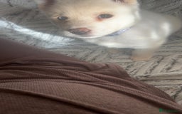 Huskita dogs for sale: Huskita puppy for sale - Image 3