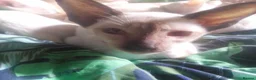 Siamese cats for sale: Siamese kittens - Advert 3