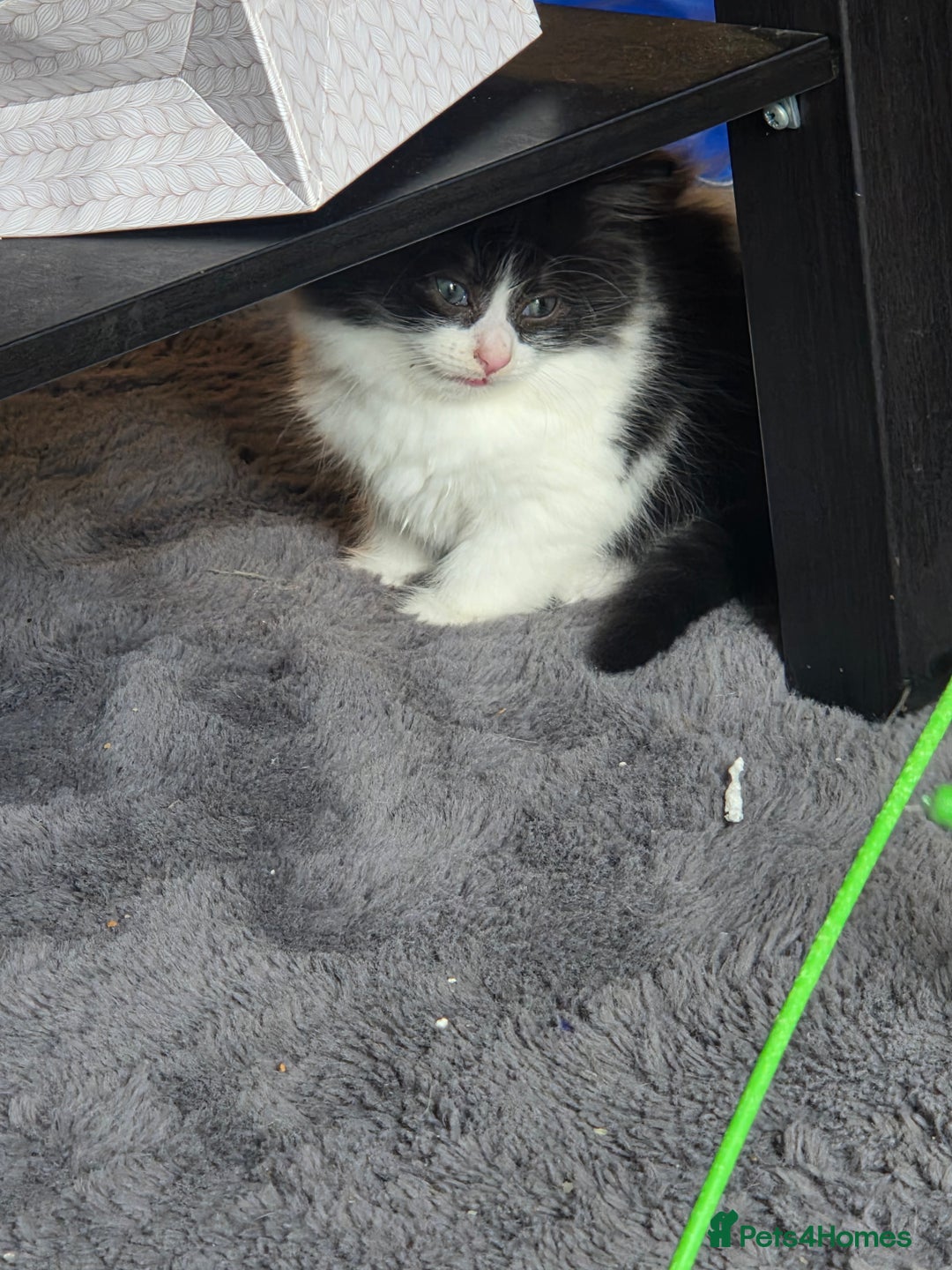 British Longhair cats for sale: British longhair Kitten - Image 2